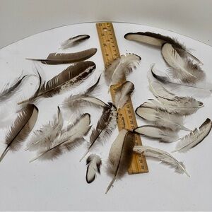 All Natural Black Laced Silver Orp Feathers. Pack of 20